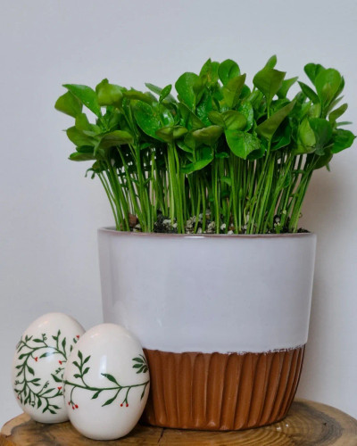 گلدان «سپید»